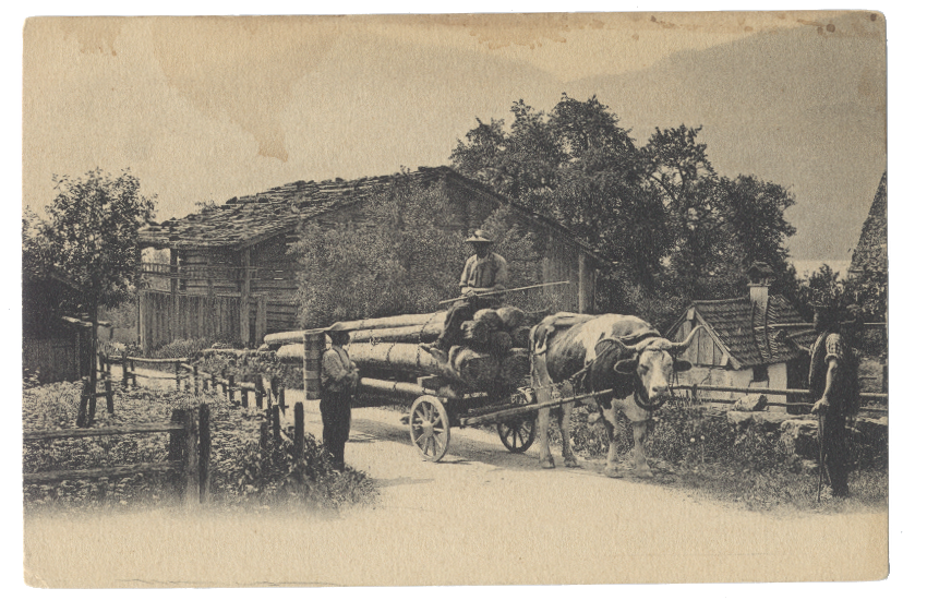Loggers with their oxen pulling logs
