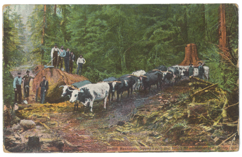 Loggers with more oxen pulling logs